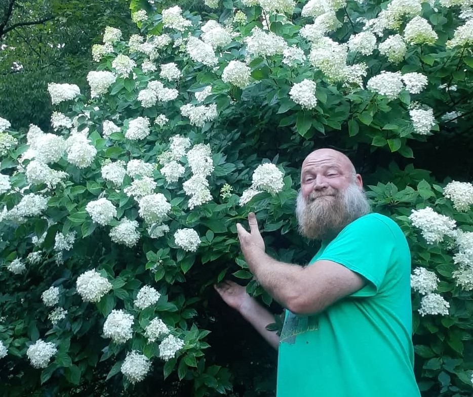 dan in front of a 12 foot hydrangea plant with large white blooms